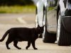 Government won’t make drivers report car-on-cat collisions, despite petition